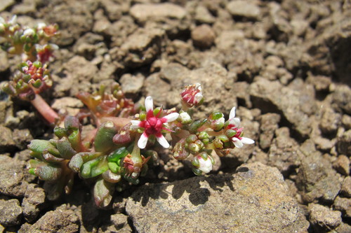 Crassula peploides