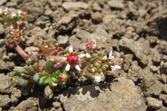 Crassula peploides