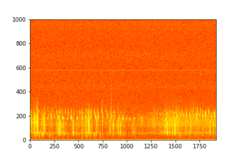 Tadarida brasiliensis