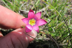 Romulea camerooniana