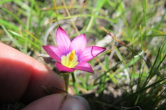 Romulea camerooniana