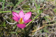 Romulea camerooniana