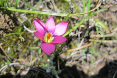 Romulea camerooniana