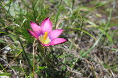 Romulea camerooniana