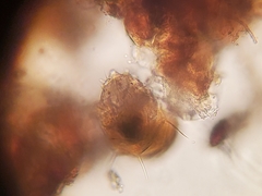 Echiniscidae