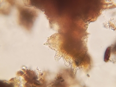 Echiniscidae
