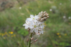 Trachyandra smalliana