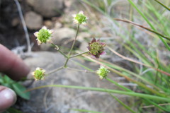 Alepidea woodii