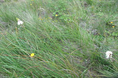 Trachyandra smalliana