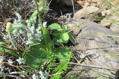 Alepidea woodii