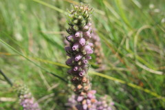 Erica alopecurus