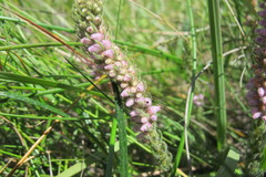 Erica alopecurus