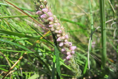 Erica alopecurus
