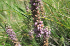 Erica alopecurus