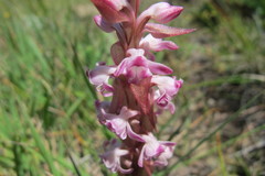 Satyrium neglectum