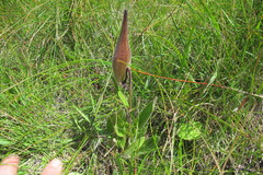 Asclepias humilis