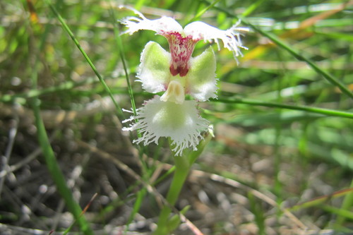 Grand Mask Orchid (Huttonaea grandiflora)
