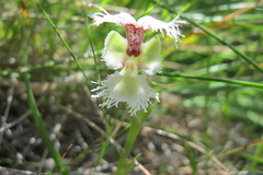 Huttonaea grandiflora