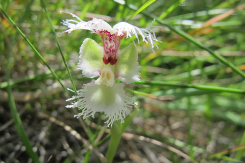 Image of Huttonaea grandiflora by (c) James Deacon, some rights reserved (CC BY-SA)