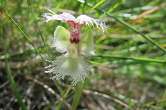 Huttonaea grandiflora