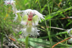 Huttonaea grandiflora
