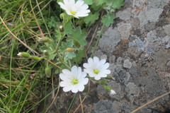 Cerastium arabidis