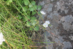 Cerastium arabidis