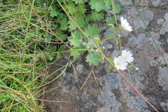 Cerastium arabidis