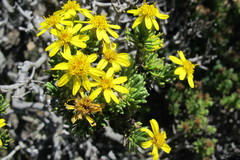 Arrowsmithia pulvinaris