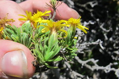 Arrowsmithia pulvinaris