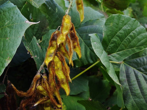 Pueraria montana