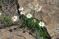 Athrixia angustissima