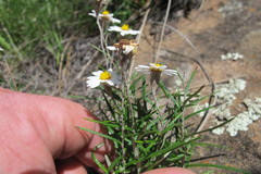 Athrixia angustissima