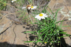 Athrixia angustissima