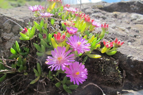 Delosperma nelii