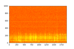 Tadarida brasiliensis