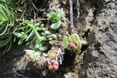 Delosperma basuticum