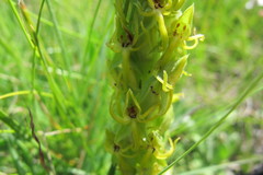 Habenaria lithophila