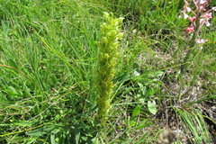 Habenaria lithophila