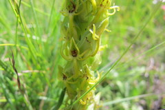 Habenaria lithophila