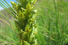 Habenaria lithophila