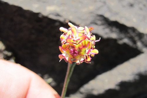 Image of Glumicalyx montanus by (c) James Deacon, some rights reserved (CC BY-SA)