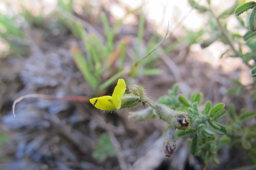 Image of Flutter Pixiepea (Melolobium obcordatum) by (c) James Deacon, some rights reserved (CC BY-SA)