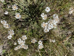 Rhodanthe anthemoides