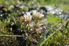 Crassula dependens