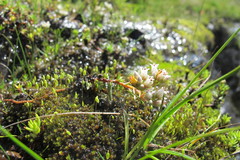 Crassula dependens