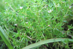 Crassula natans minus