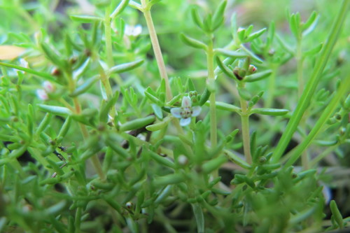 Crassula gemmifera