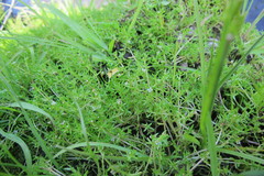 Crassula natans minus