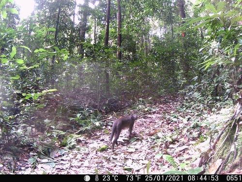 African Golden Cat